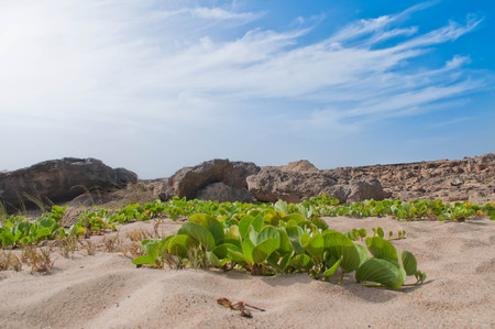 Beach plantsの写真素材