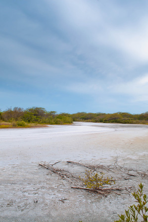 Dry Forest in Cabo Rojo with blue skyの写真素材