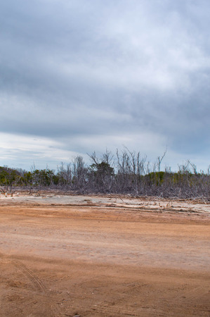 Dry Forestの写真素材