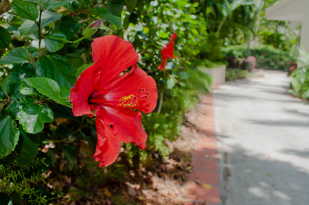 Red Hibiscus Flowerの写真素材