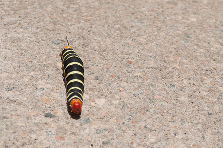 Orange, black and yellow caterpillarの写真素材