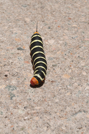 caterpillarの写真素材