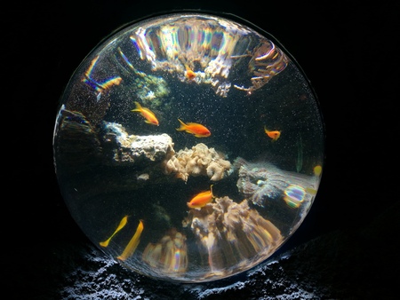 Fish in the glassの写真素材