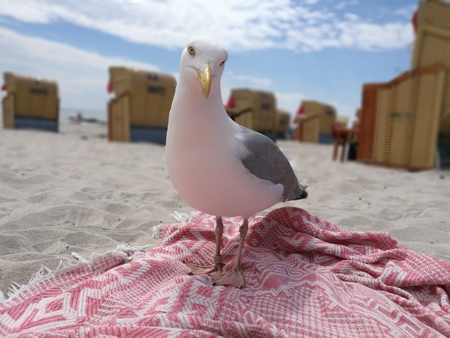 Seagull on the beachの写真素材