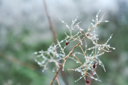 Dew drops similar to the pearls