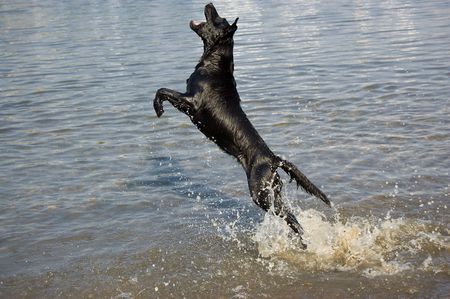 A black dog jumping at the lakesideの写真素材