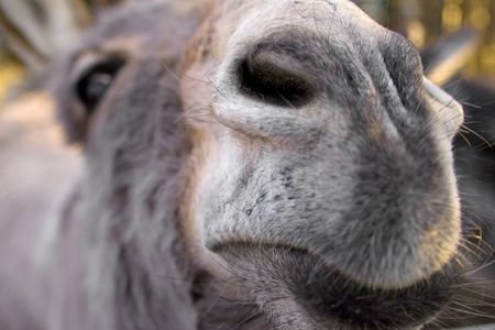 A special portrait of a donkeys noseの写真素材