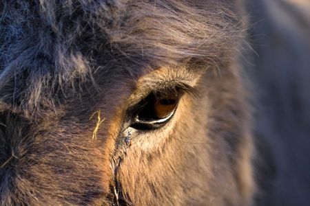 a detail of a donkeys eyeの写真素材
