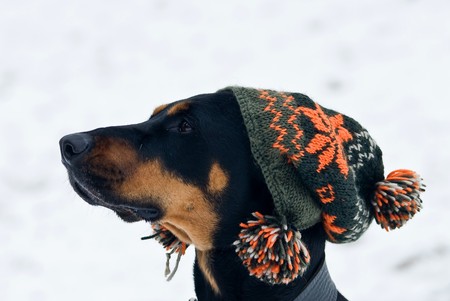 a doberman dog with a cap on his  head with a snowy backgroundの写真素材