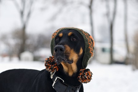 a doberman dog with a cap on his  head with a snowy backgroundの写真素材