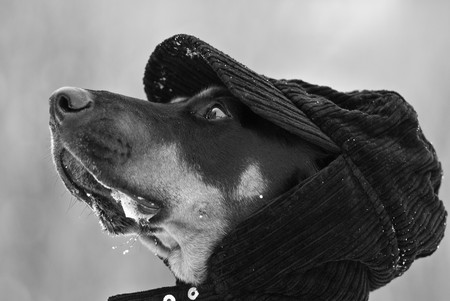 a doberman dog with a cap on his  head with a snowy backgroundの写真素材