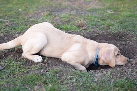 a labrador retriever puppy lying tired in the mud aboce the hole he dug beforeの写真素材