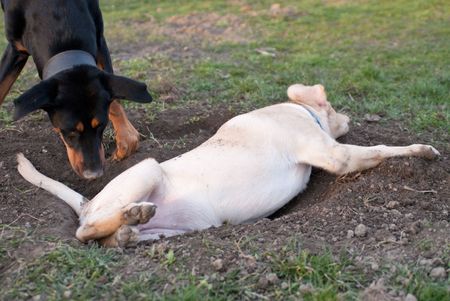 a labrador retriever puppy fallen in a holeの写真素材