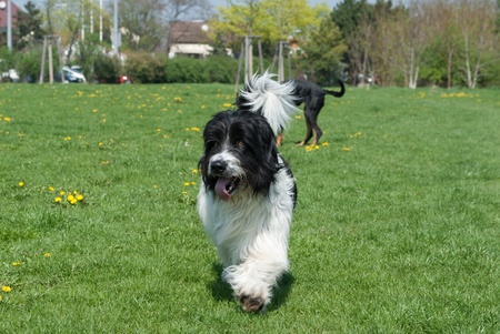 a bobtail walking in a park outsideの写真素材