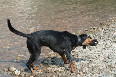 a black doberman shaking the water of its fur at the riversideの写真素材