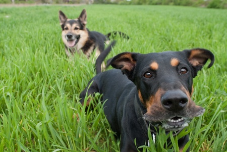 a funny looking doberman barkingの写真素材