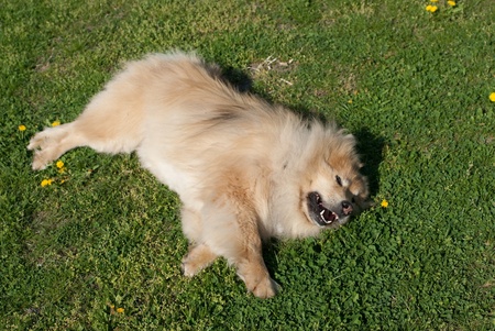 a brown eurasier dog rolling in the grassの写真素材