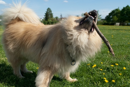 a brown eurasier dog playing with a stick outsideの写真素材