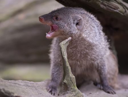 a banded mongoose sitting on a treeの写真素材
