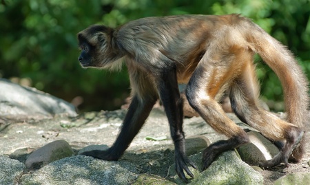 a spider monkey walking over stonesの写真素材