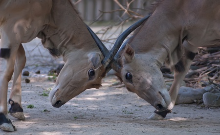 two eland antelopes fight for social dominationの写真素材