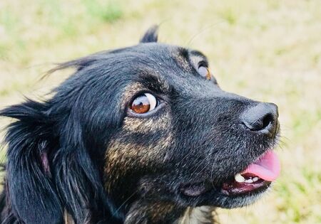 dog 3の写真素材