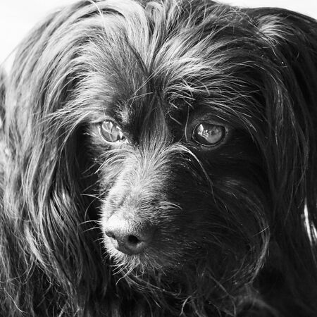 dogの写真素材