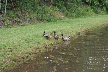Mallards by the pond            の写真素材