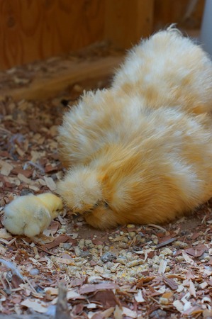 Baby chick with Motherの写真素材