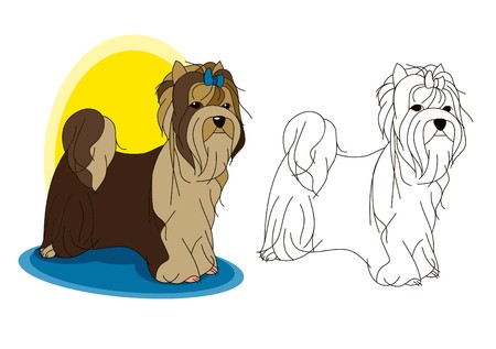 The cute Biewer Terrier dog is posing. Vector image.のイラスト素材