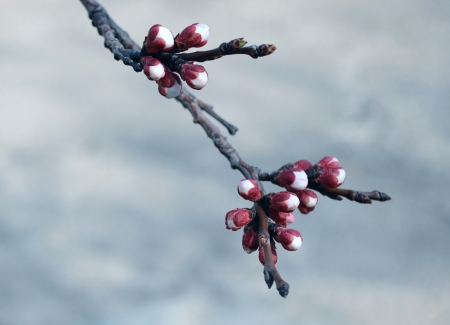 Budding Branchの写真素材
