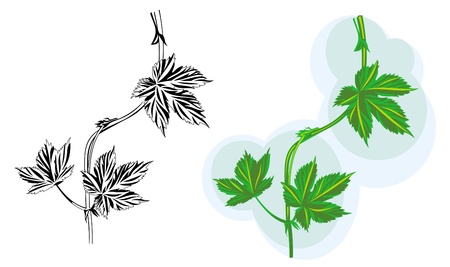 vector  vine leavesのイラスト素材