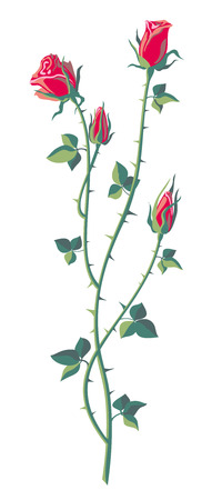 Rose garden branch isolated on a white backgroundのイラスト素材