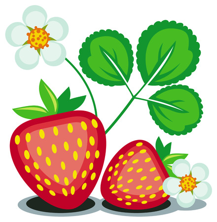 Strawberry isolated on a white backgroundのイラスト素材