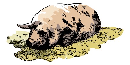 Farm pig. Computer imitation of a hand drawn sketch. Vector clip art.のイラスト素材