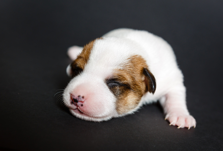 Jack Russell Terrier tricolor puppy, 1 weeks puppy old, indoor studio shoot on black backgroundの写真素材