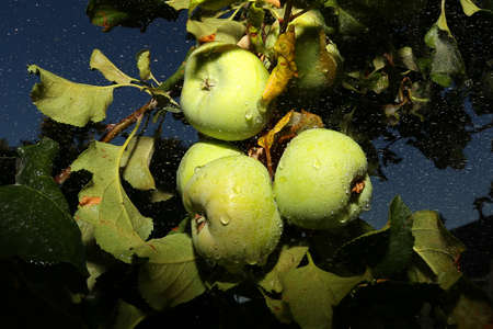 close-up of green apples on branch of apple tree wet by rain waterの写真素材