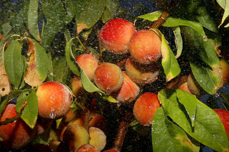 Peach tree with red peaches wet by the rain waterの写真素材