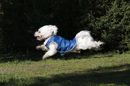 jump in race of a dogの写真素材