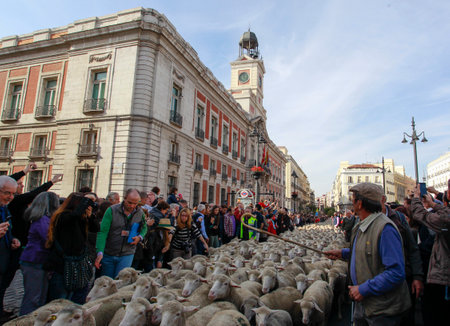 Madrid, Spain-October 25,2015: flock of sheep crossing the streets of Madridのeditorial素材