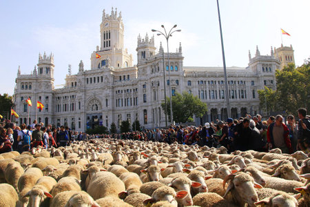 Madrid, Spain-October 25,2015: flock of sheep crossing the streets of Madridのeditorial素材