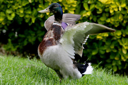 duck enjoying landing on the lake and cooling off with a swimの写真素材
