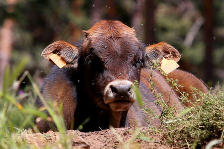 cow resting in the fieldの写真素材