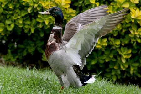 duck enjoying landing on the lake and cooling off with a swimの写真素材