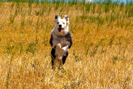 Border collie dog running and jumping in a planting fieldの写真素材
