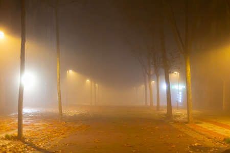 Park with trees covered in mist. Night photo. Christmas time. Cold and snowの写真素材