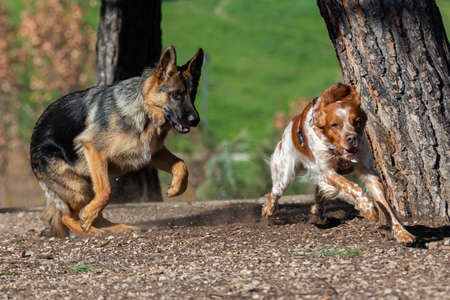 German Shepherd Dog and Breton Spaniel Running in the Field
