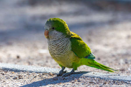 A closeup shot of a green parrot sitting on the groundの写真素材