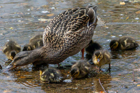 Duck with ducklings on the water. Mallard duck with ducklings.