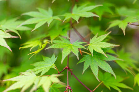 Green leaves of the Japanese maple, Acer palmatum, close-up